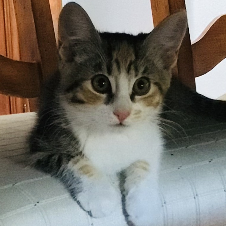 Emerald, a Adopted mixed breed in Palmdale, CA image 4/4