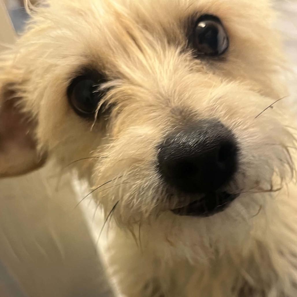ARIEL, adopted, Adult Female Poodle.
