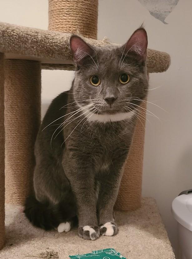 Enlarge Shallah, a ADOPTABLE mixed breed in Keswick, ON image 3/3