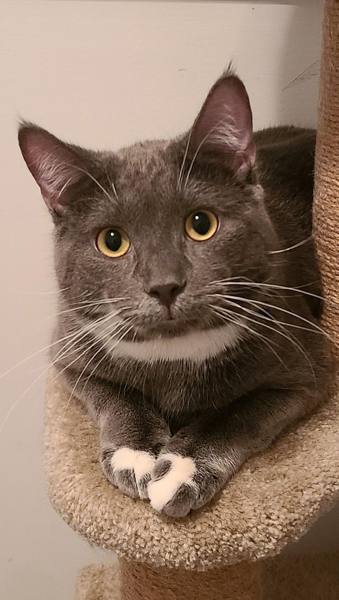 Shallah, ADOPTABLE, Adult Male Domestic Short Hair.