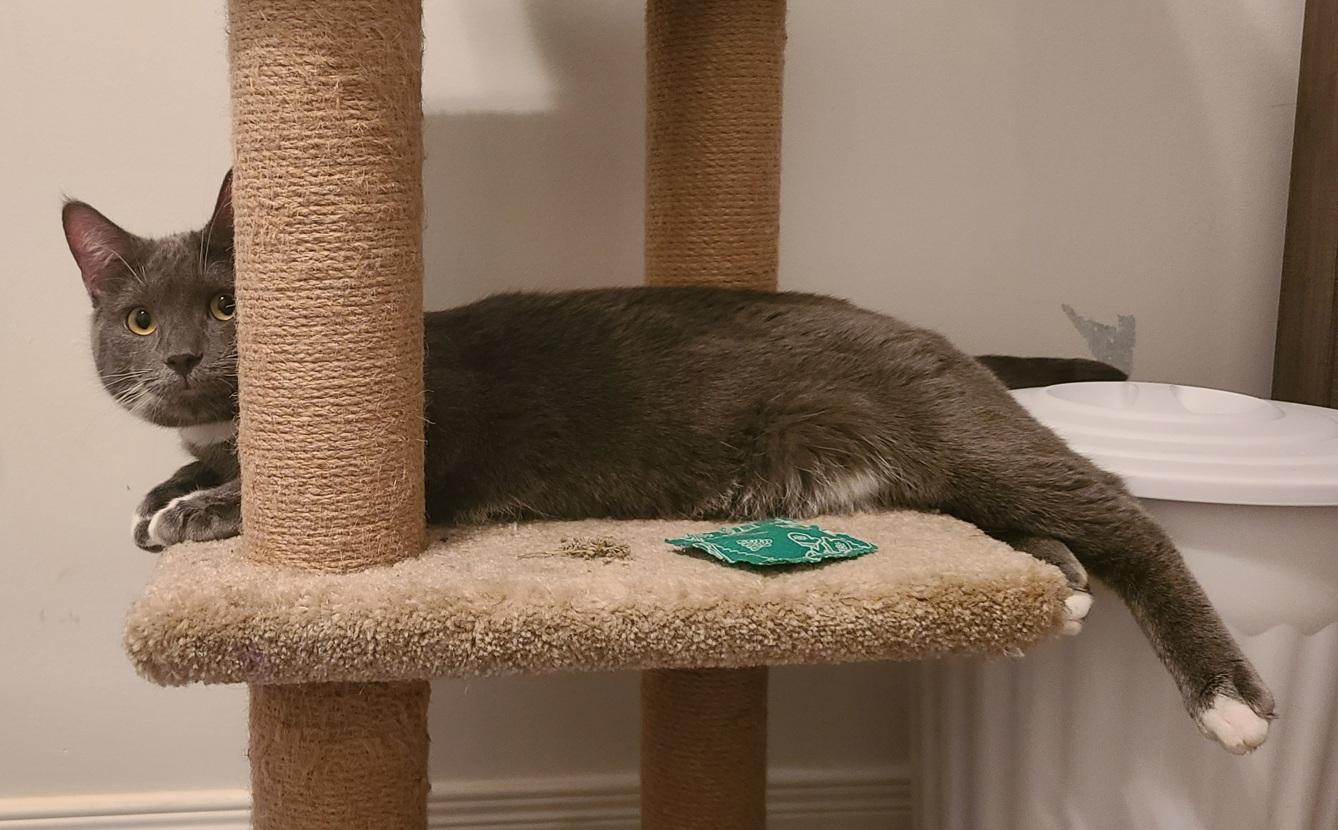 Enlarge Shallah, a ADOPTABLE mixed breed in Keswick, ON image 2/3