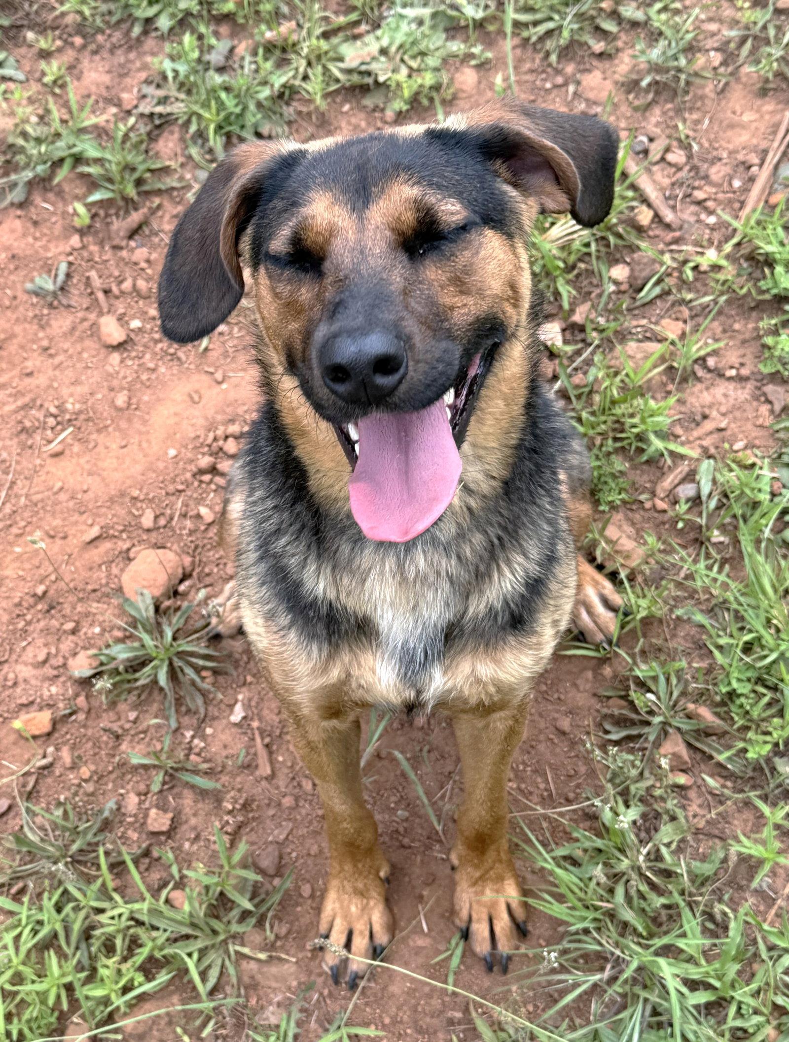 Enlarge Isla, a Adoptable mixed breed in Carrollton, GA image 1/3