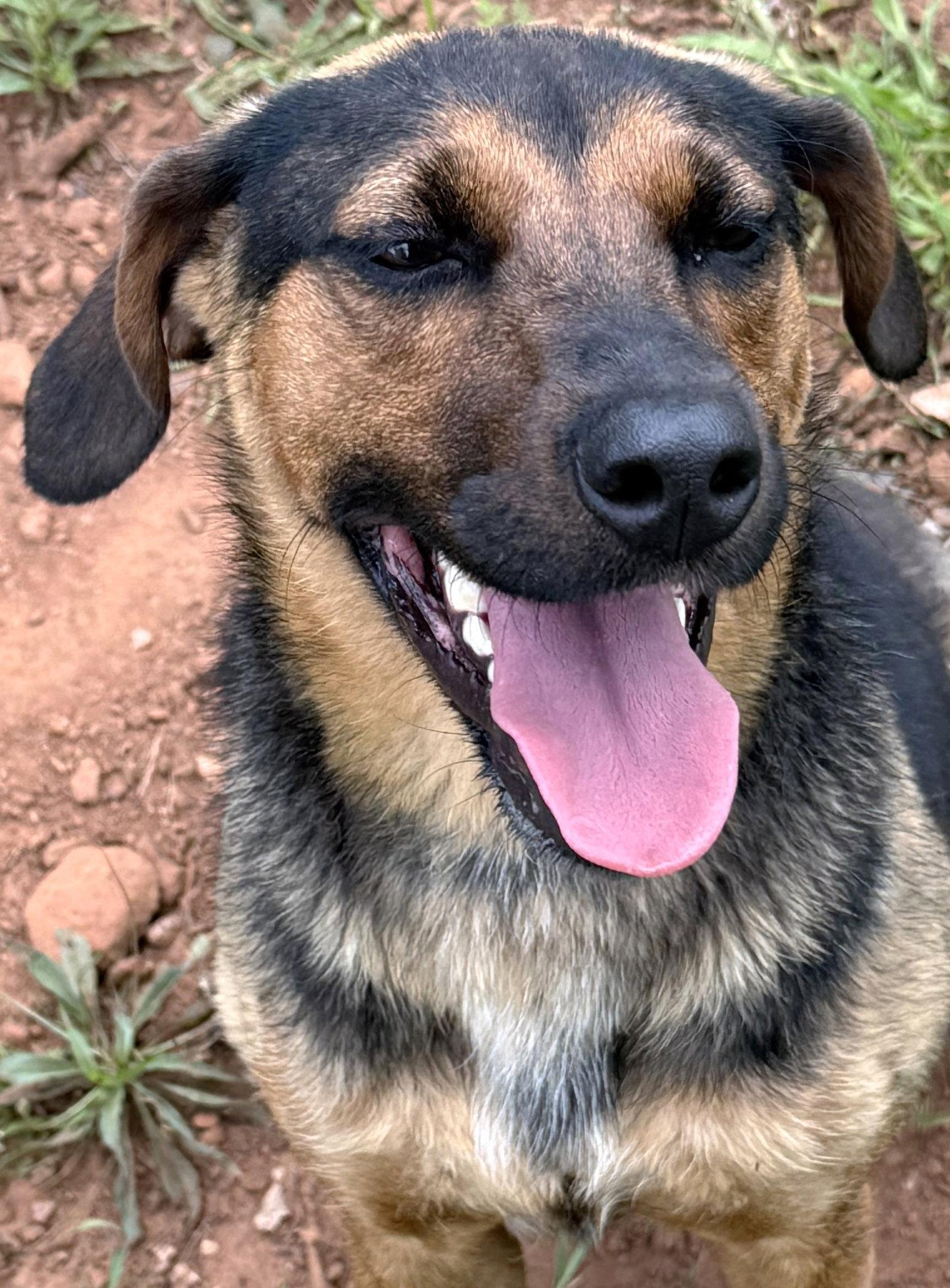 Enlarge Isla, a Adoptable mixed breed in Carrollton, GA image 2/3