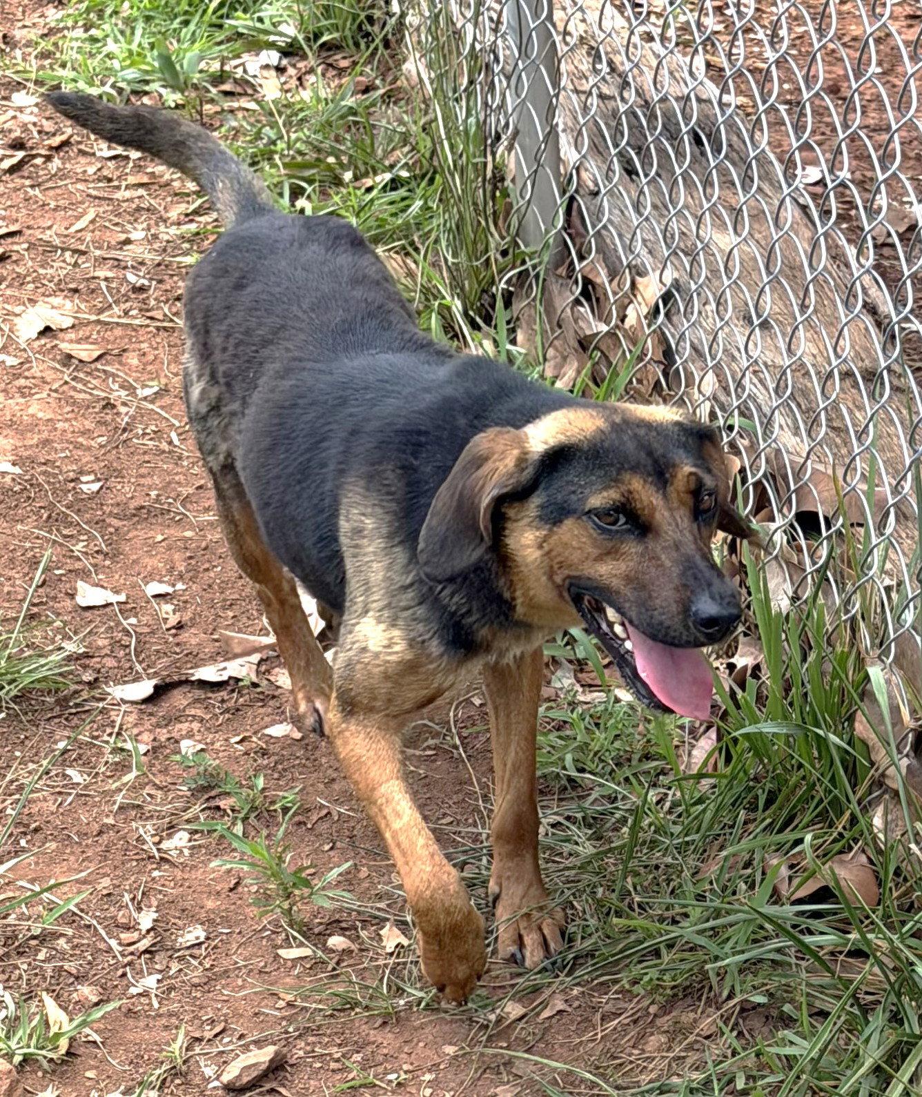 Enlarge Isla, a Adoptable mixed breed in Carrollton, GA image 3/3