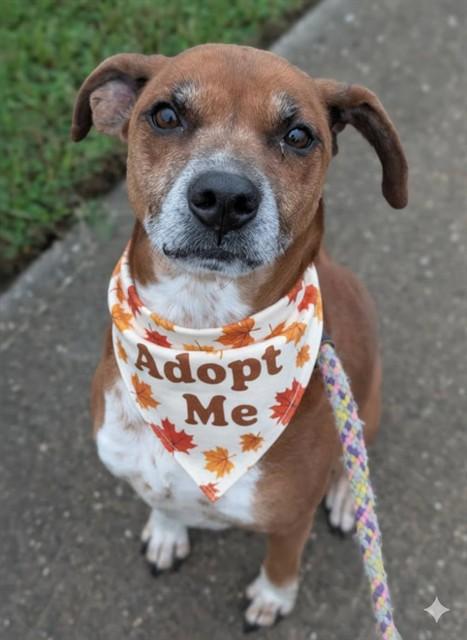 Enlarge BILLYJEAN, a Adoptable Mixed Breed in Jacksonville, FL image 1/1