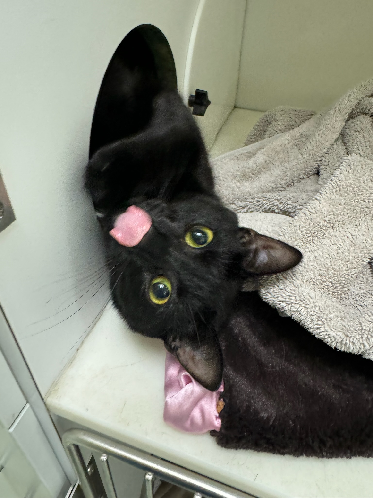 Frank, a Adoptable Domestic Short Hair in Richboro, PA image 3/6