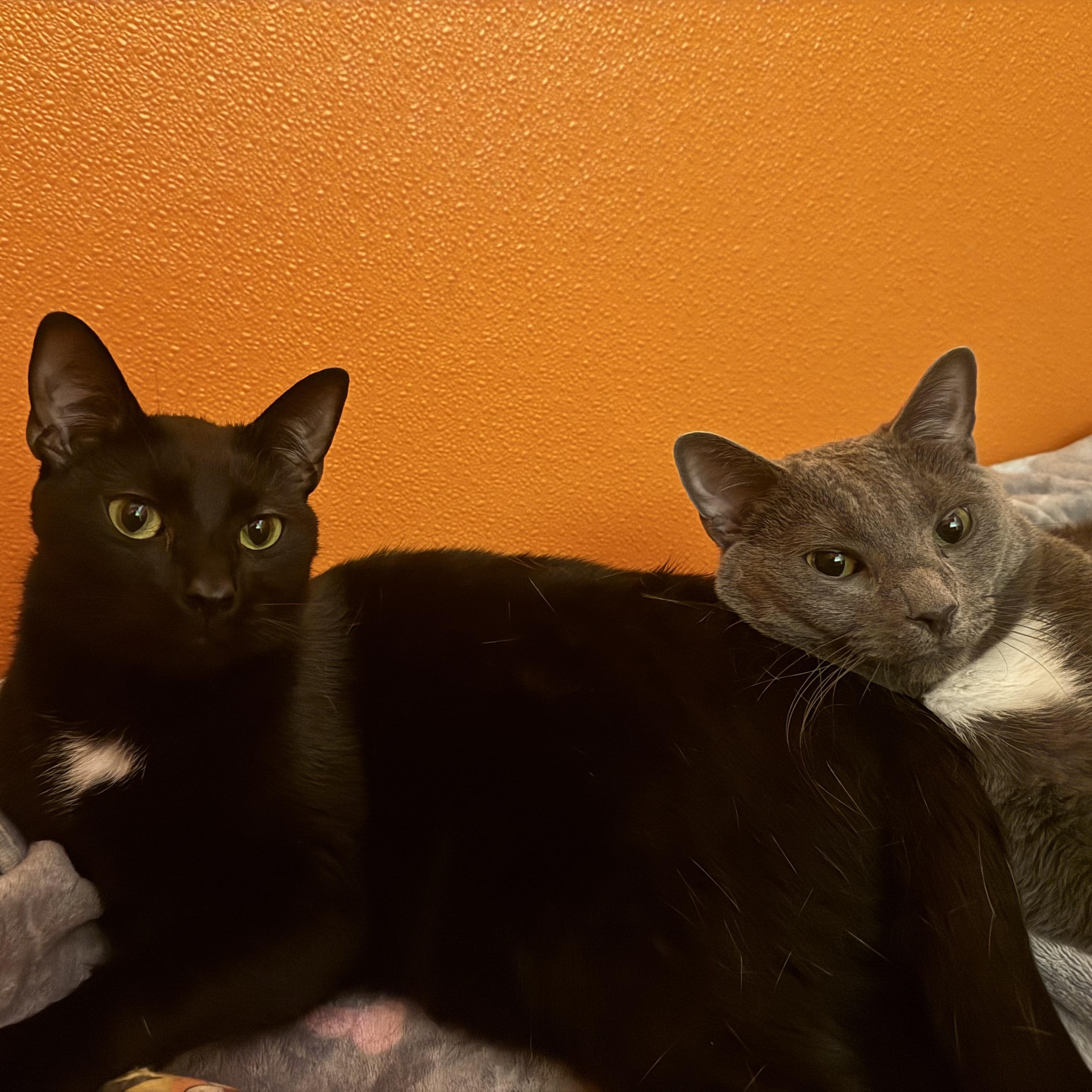 Frank, a Adoptable Domestic Short Hair in Richboro, PA image 1/6