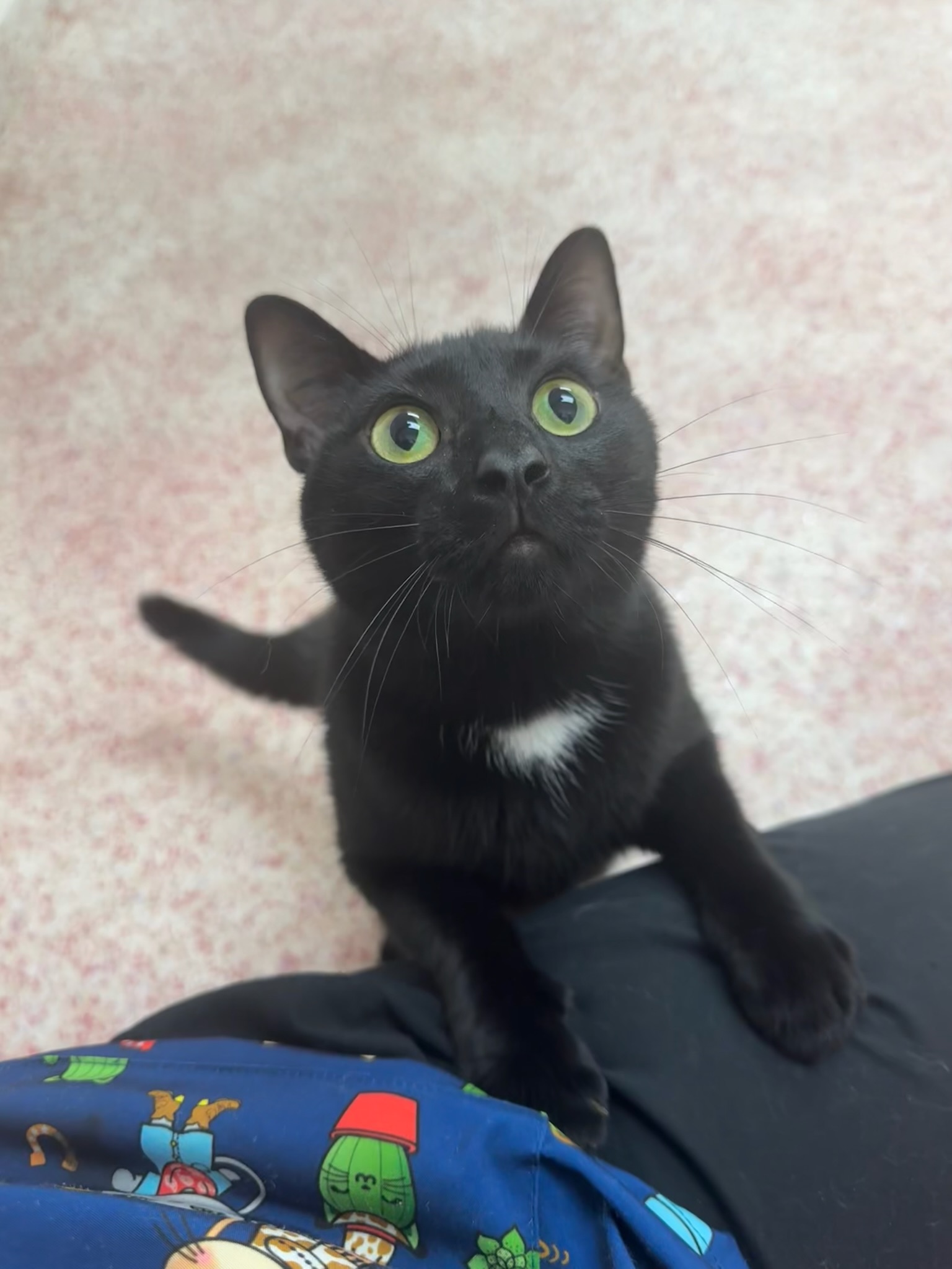 Frank, a Adoptable Domestic Short Hair in Richboro, PA image 2/6