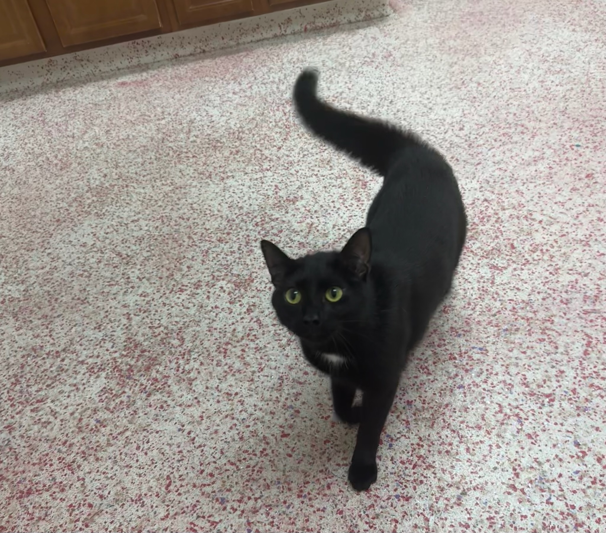 Frank, a Adoptable Domestic Short Hair in Richboro, PA image 4/6