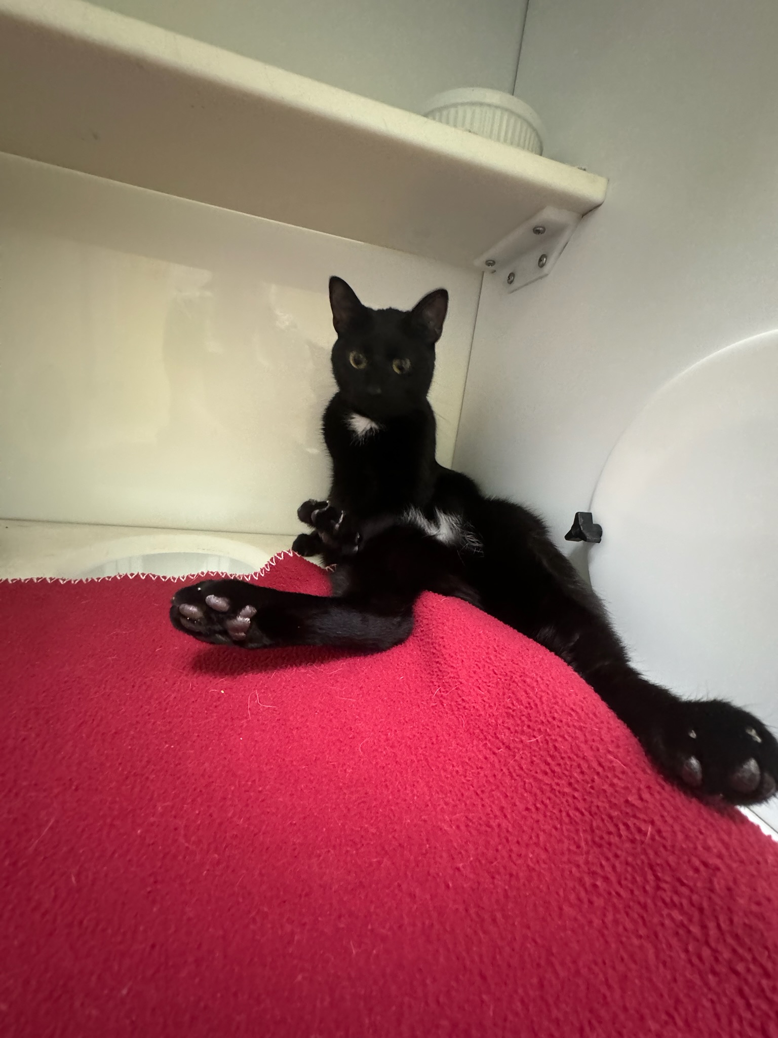 Frank, a Adoptable Domestic Short Hair in Richboro, PA image 6/6