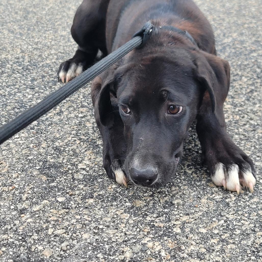 Lowe, Adoptable, Adult Male Labrador Retriever & Mixed Breed.