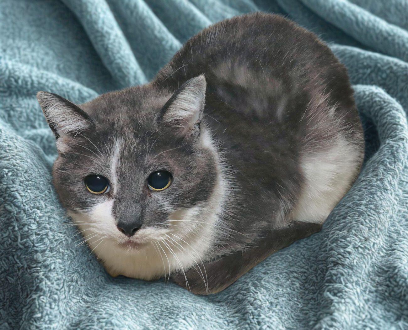 Enlarge Petra, an adoptable Domestic Short Hair in Euclid, OH image 3/5