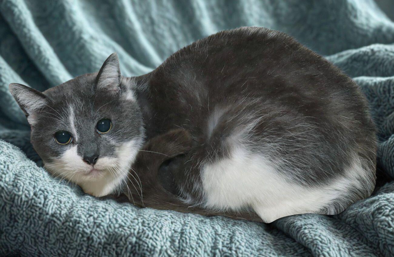 Enlarge Petra, an adoptable Domestic Short Hair in Euclid, OH image 4/5