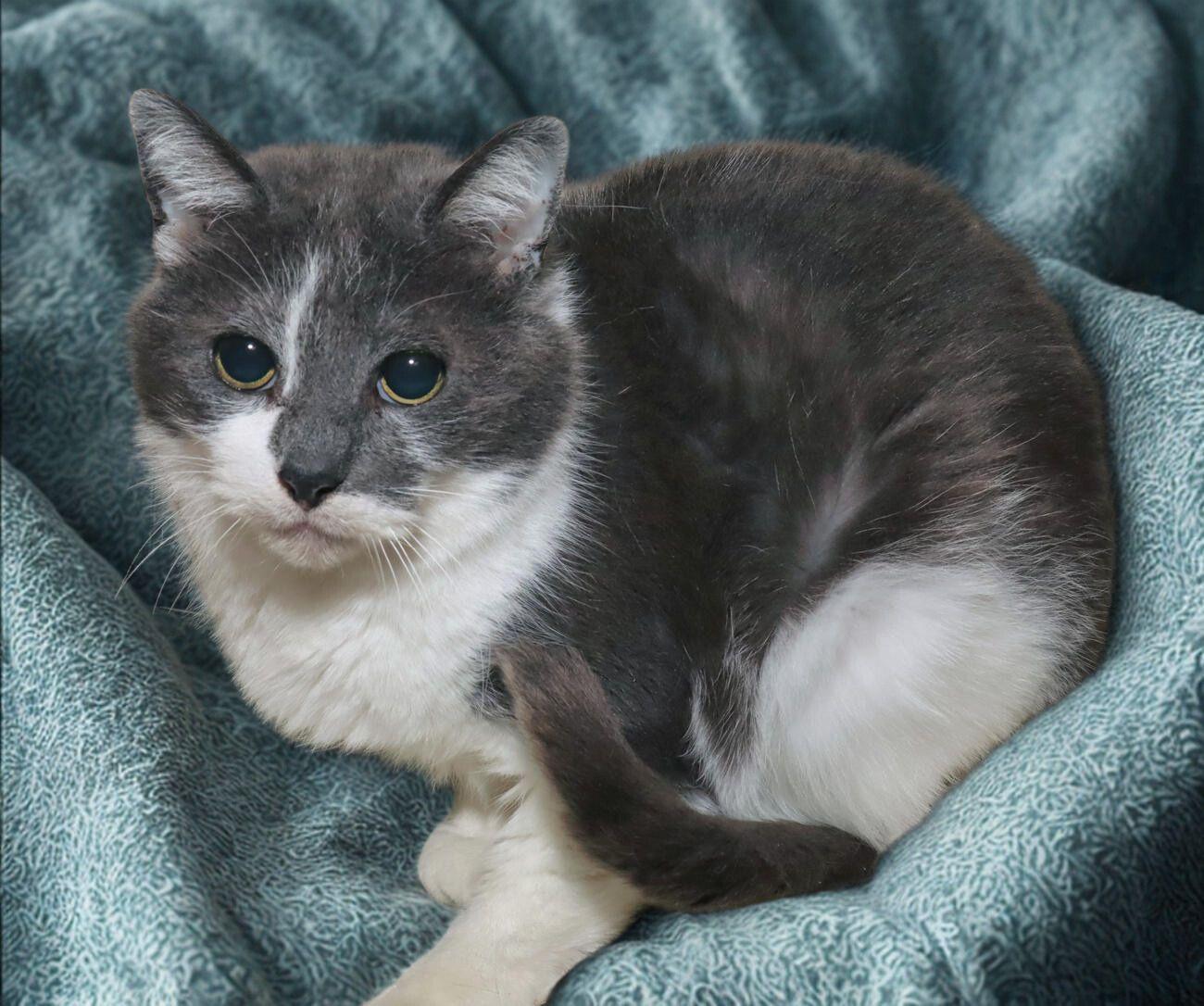 Enlarge Petra, an adoptable Domestic Short Hair in Euclid, OH image 5/5