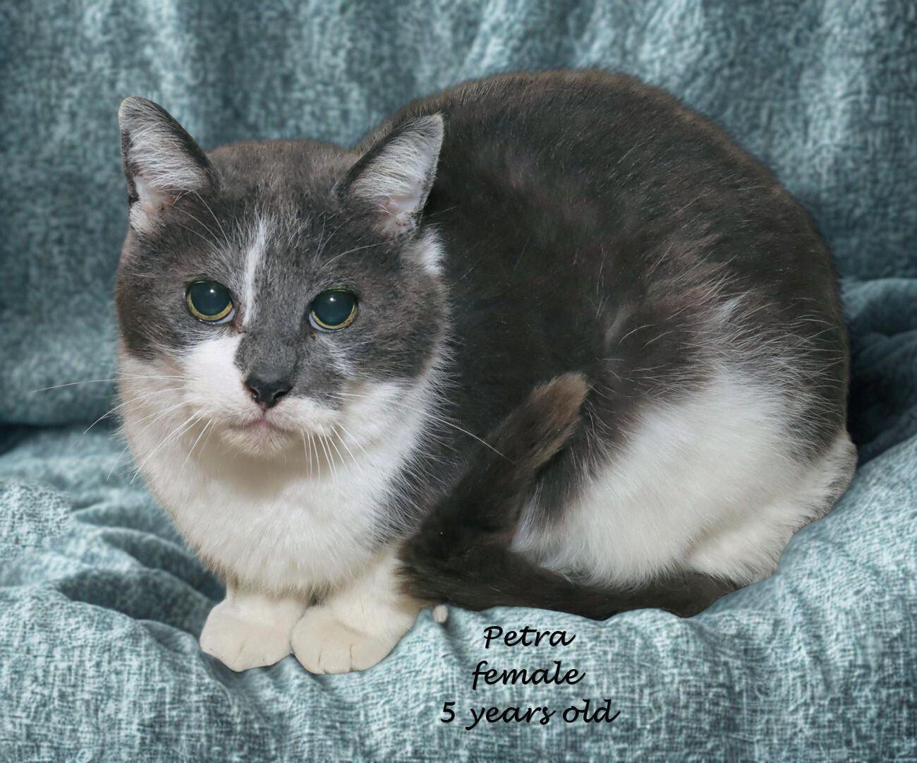Enlarge Petra, an adoptable Domestic Short Hair in Euclid, OH image 2/5