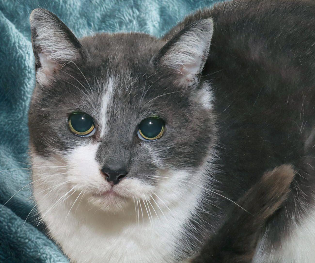 Petra, adoptable, Adult Female Domestic Short Hair.