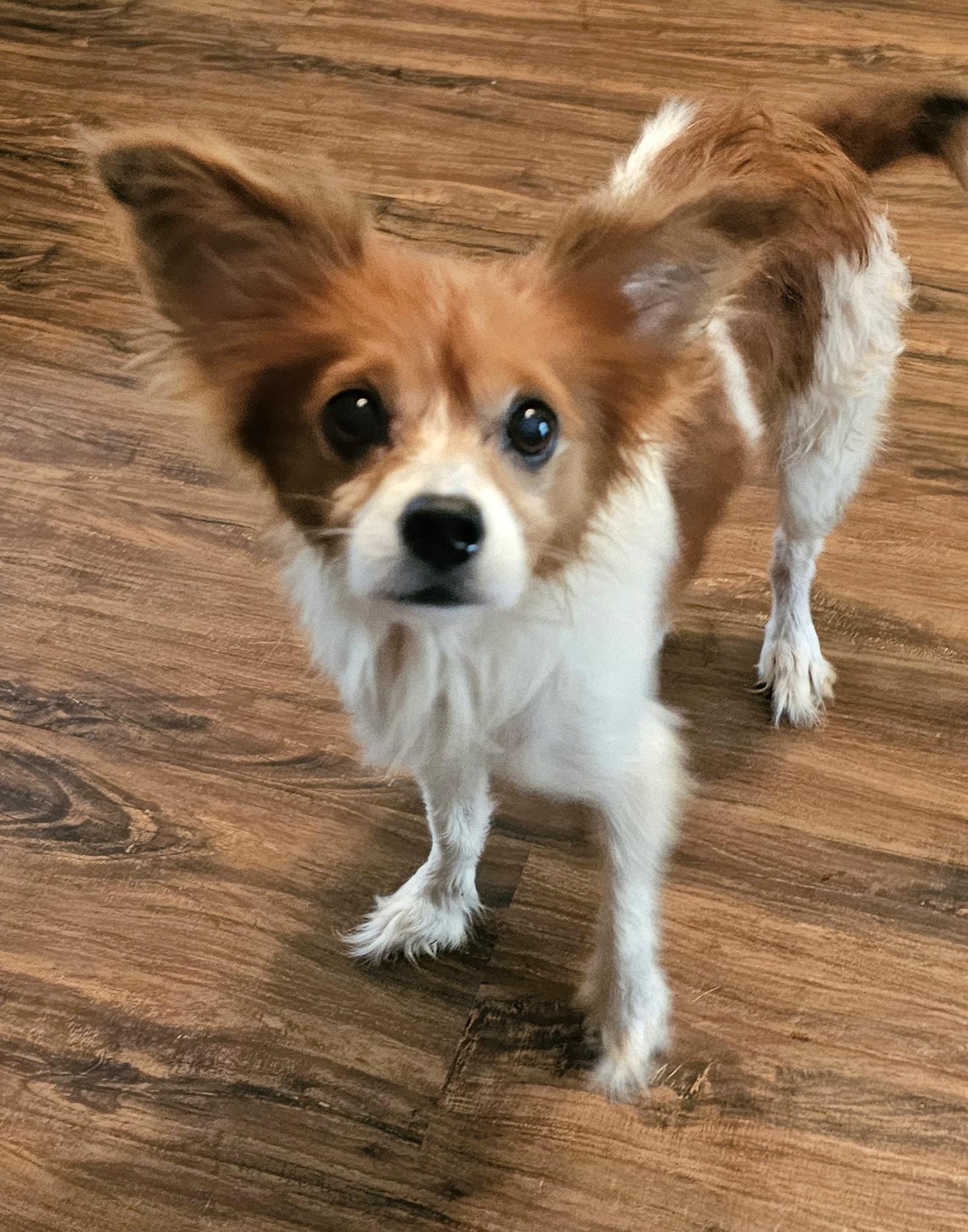 Harley, Adopted, Senior Female Papillon.