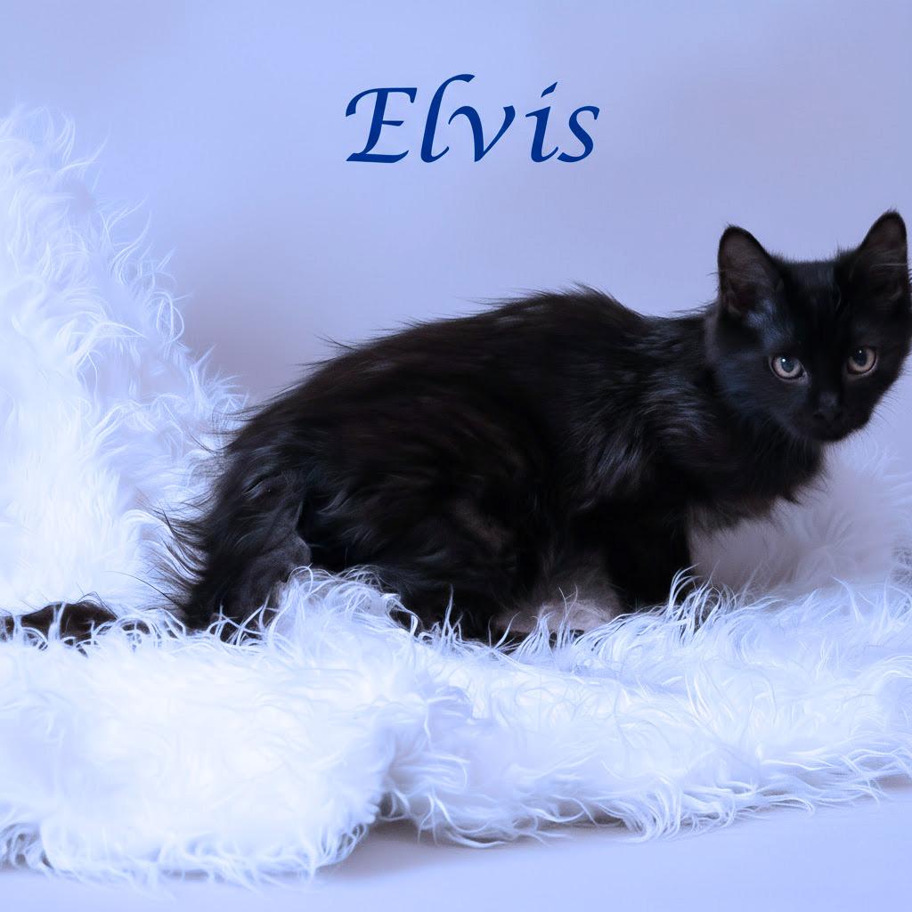 Enlarge Elvis C25-330, a Adoptable Domestic Long Hair in Lebanon, TN image 2/4