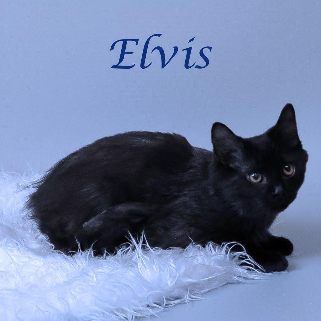Enlarge Elvis C25-330, a Adoptable Domestic Long Hair in Lebanon, TN image 3/4