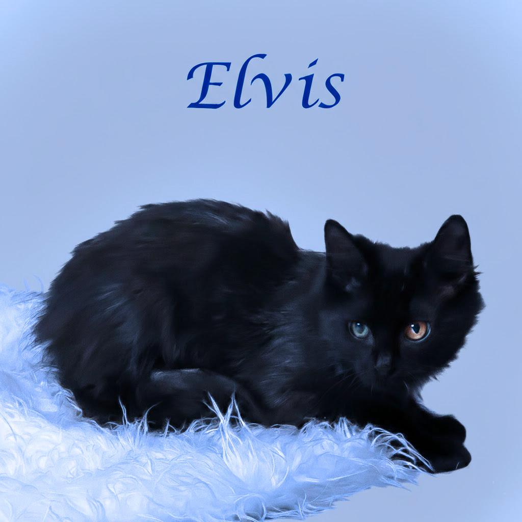 Enlarge Elvis C25-330, a Adoptable Domestic Long Hair in Lebanon, TN image 4/4