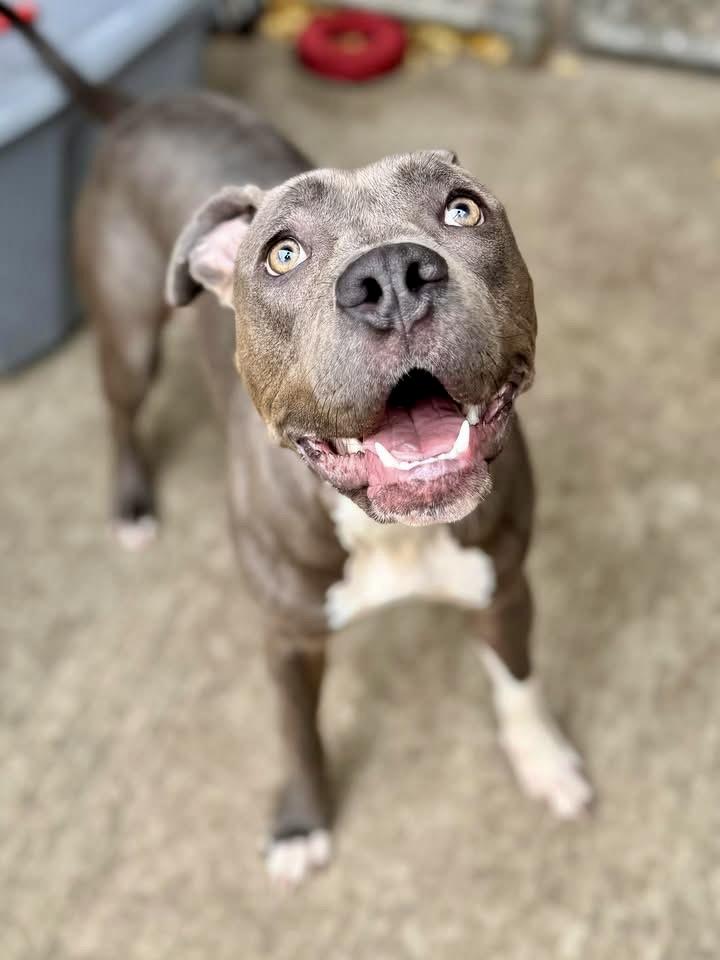 Enlarge Masha, a ADOPTABLE Pit Bull Terrier in Chicago, IL image 1/4