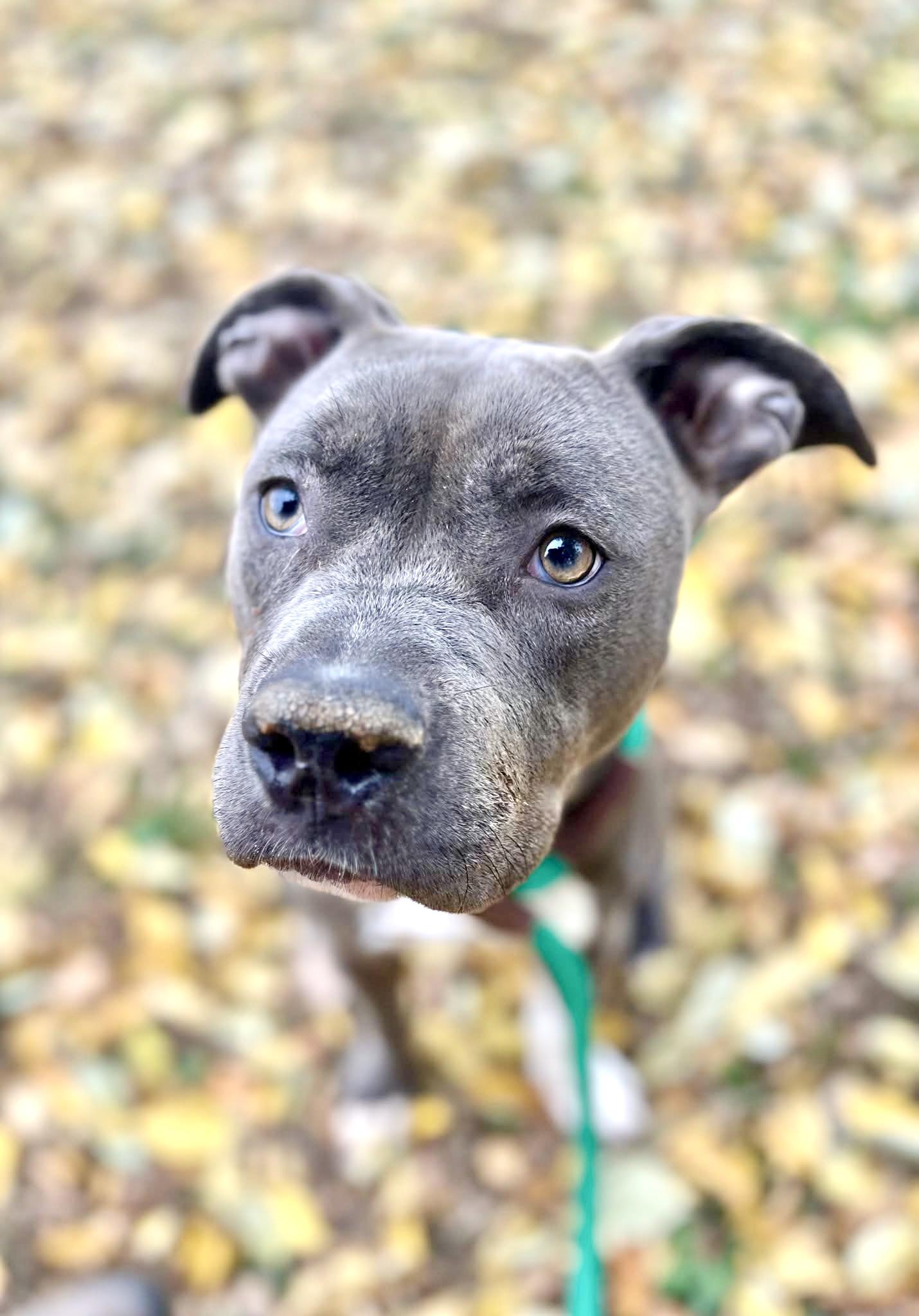 Enlarge Masha, a ADOPTABLE Pit Bull Terrier in Chicago, IL image 2/4