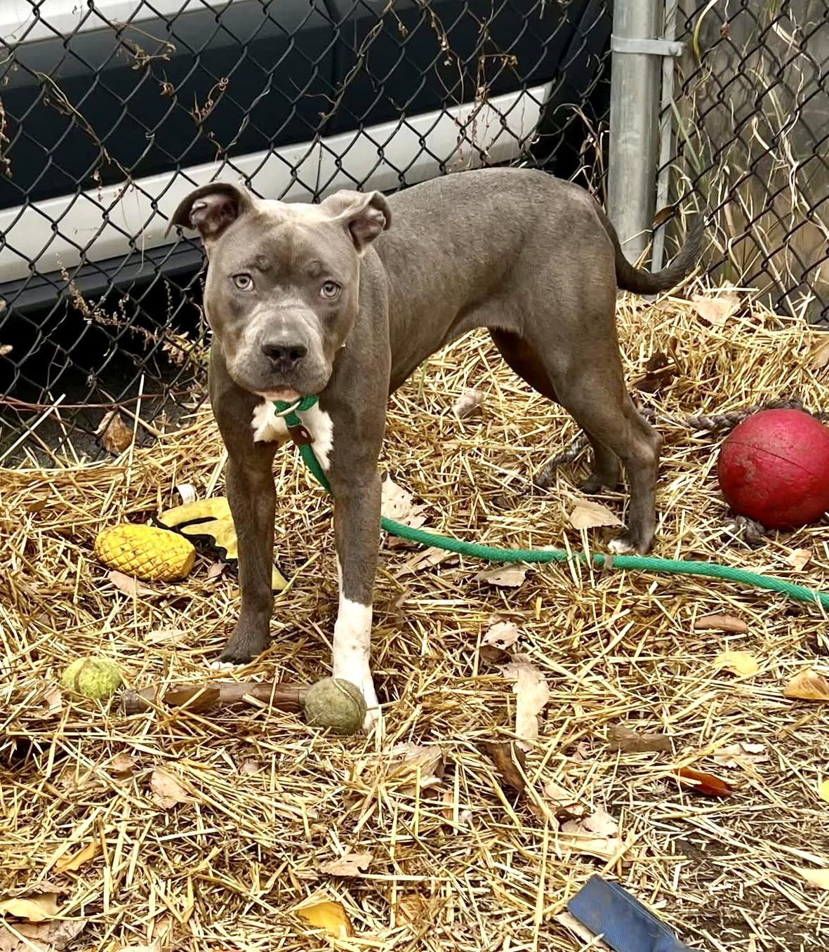 Enlarge Masha, a ADOPTABLE Pit Bull Terrier in Chicago, IL image 3/4