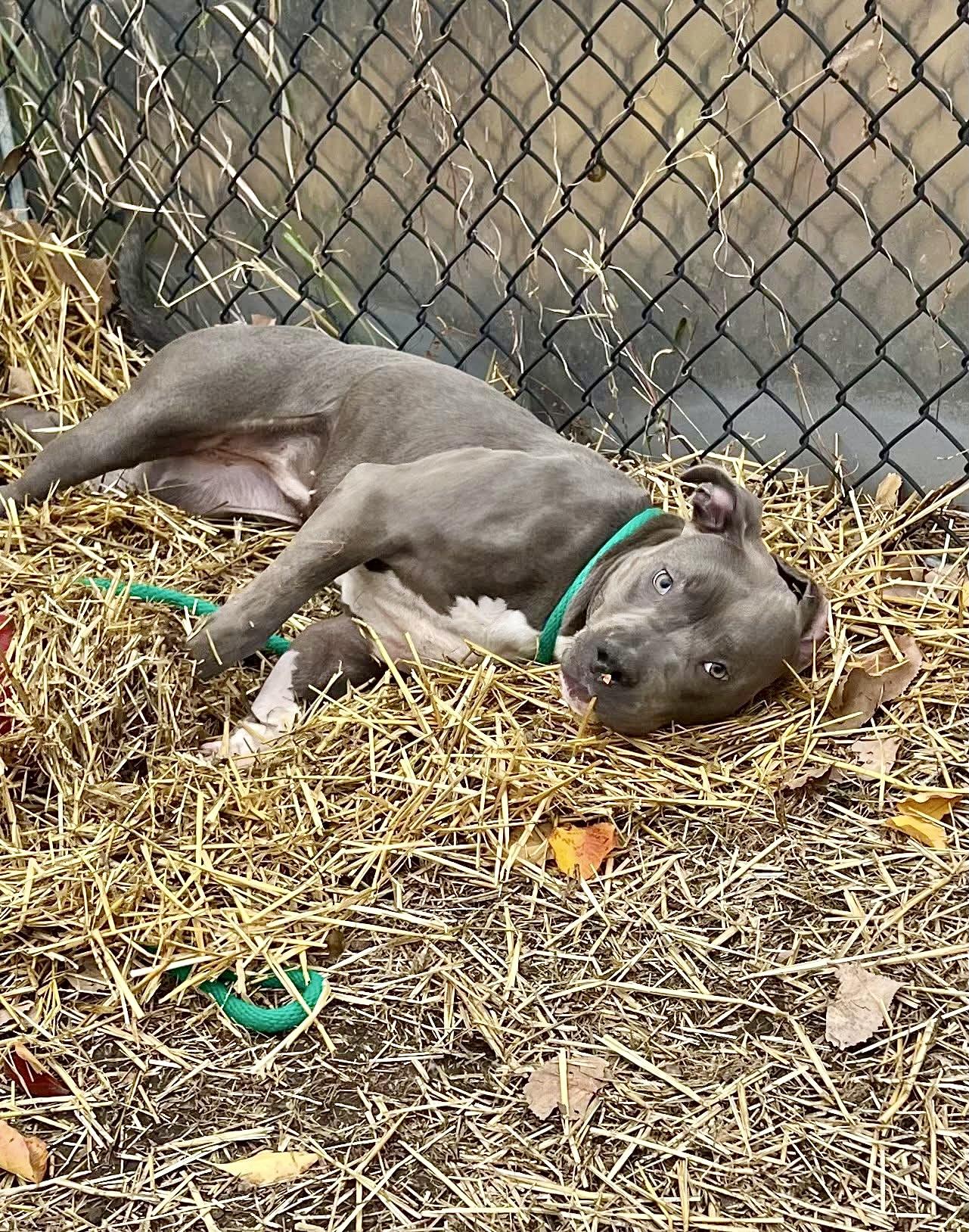 Enlarge Masha, a ADOPTABLE Pit Bull Terrier in Chicago, IL image 4/4