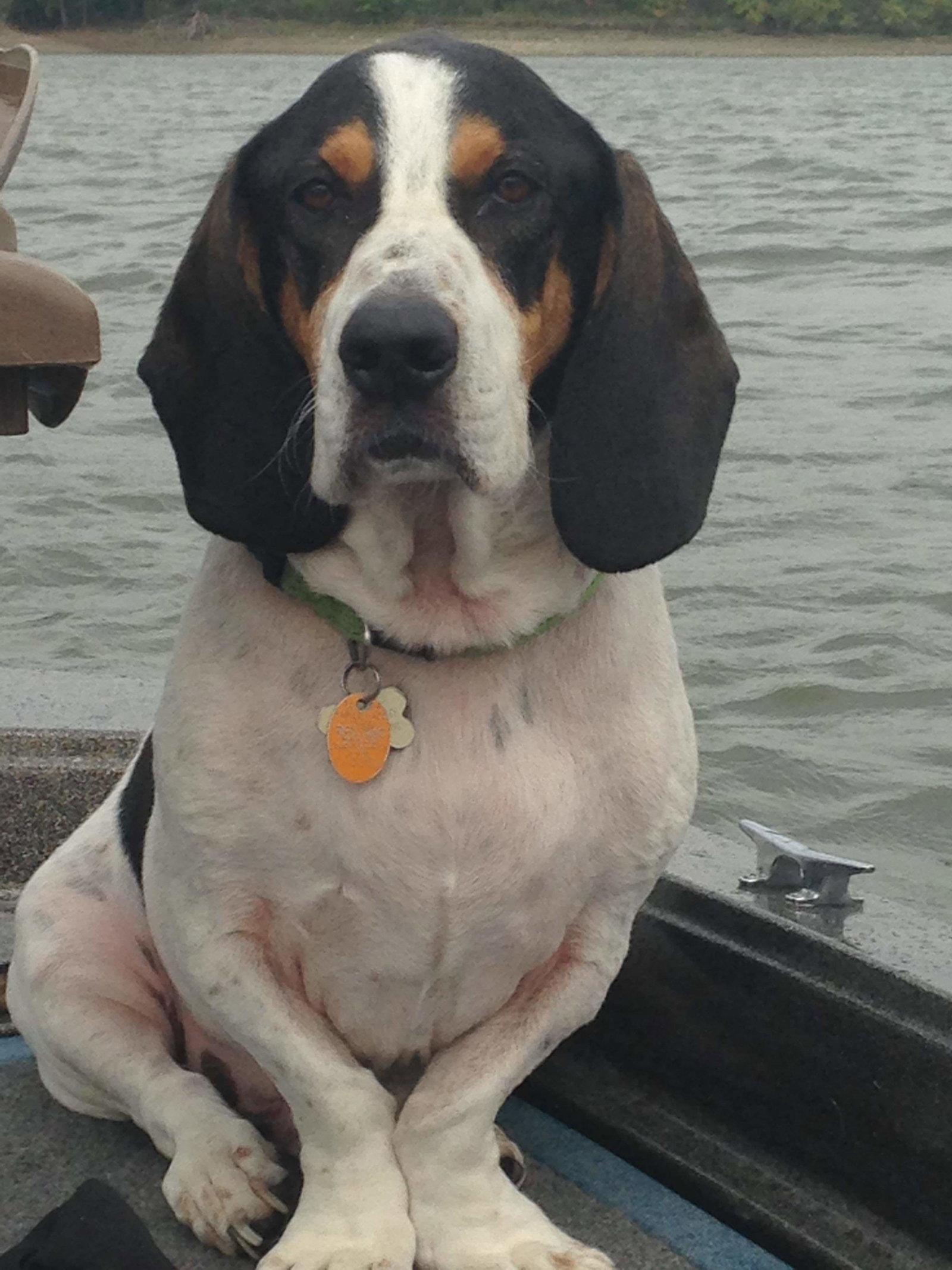 Enlarge Rocco, a Adopted mixed breed in Brookville, OH image 1/1
