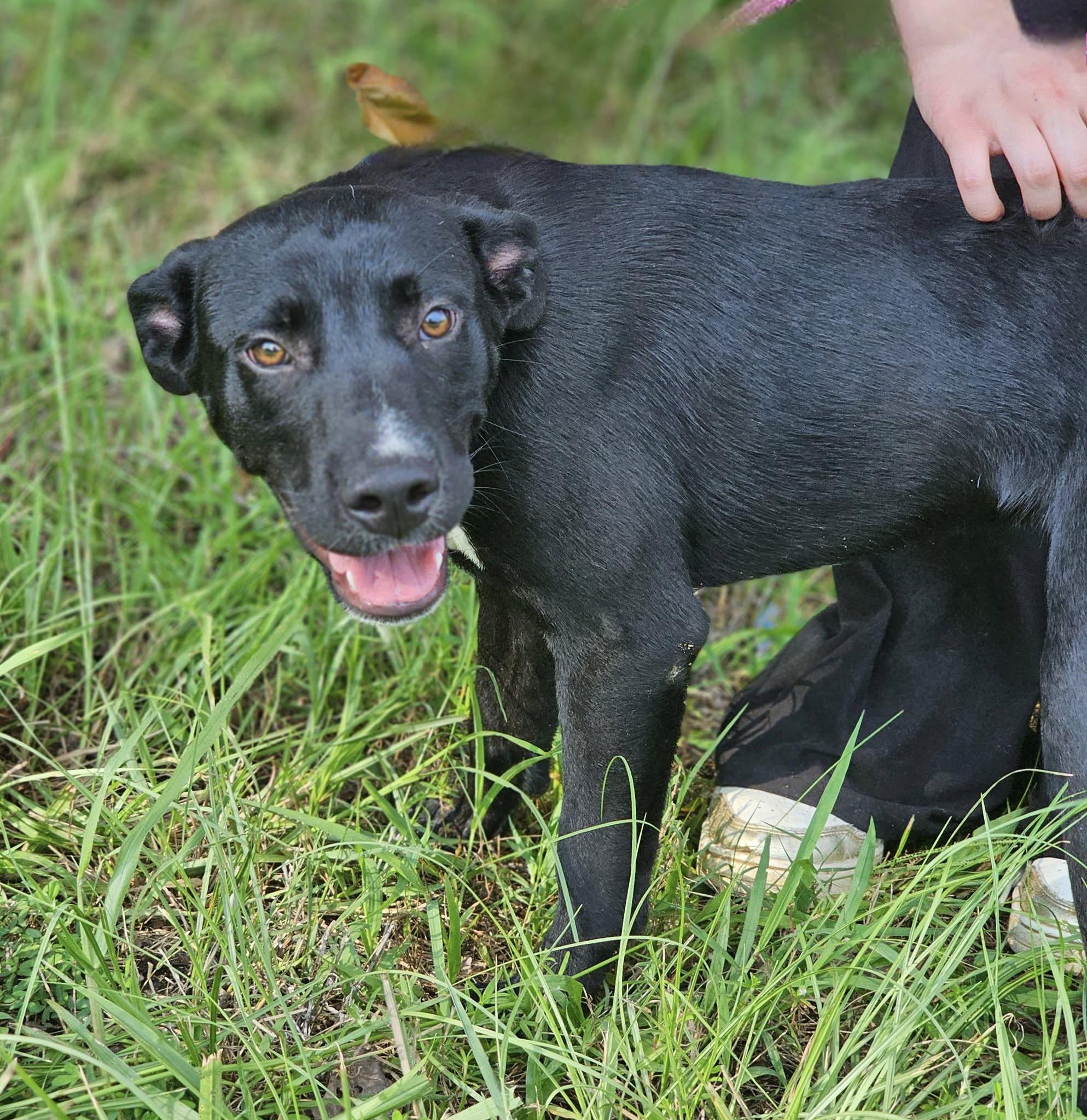 Link, Adoptable, Young Male Bulldog.