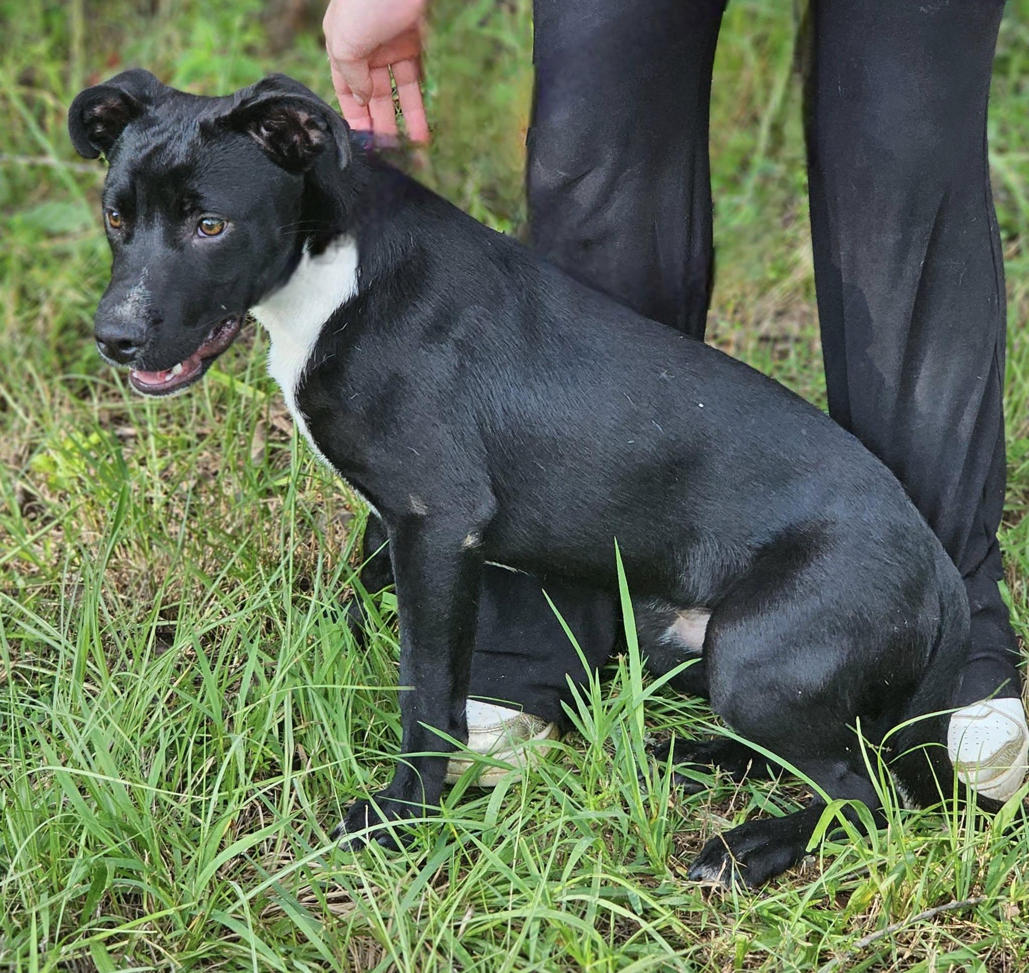 Link, a Adoptable Bulldog in Fort Payne, AL image 3/6