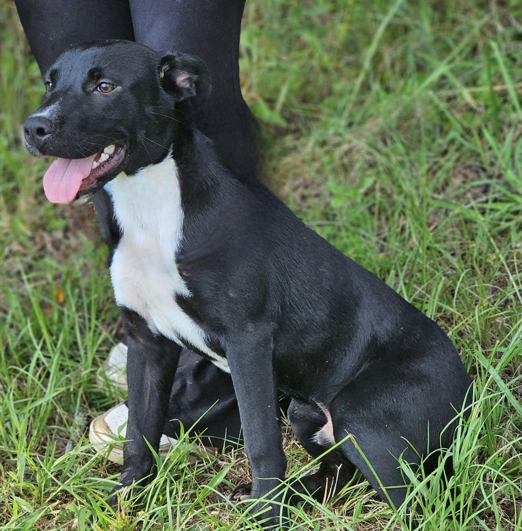 Link, a Adoptable Bulldog in Fort Payne, AL image 4/6