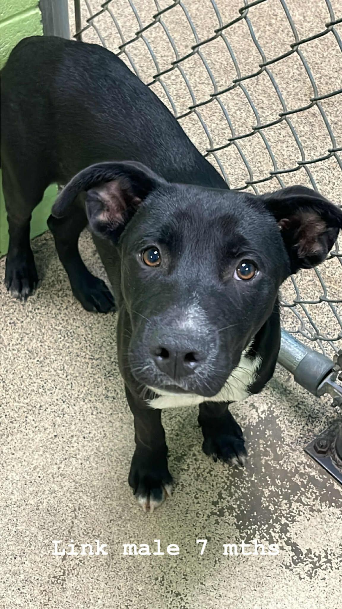 Link, a Adoptable Bulldog in Fort Payne, AL image 5/6
