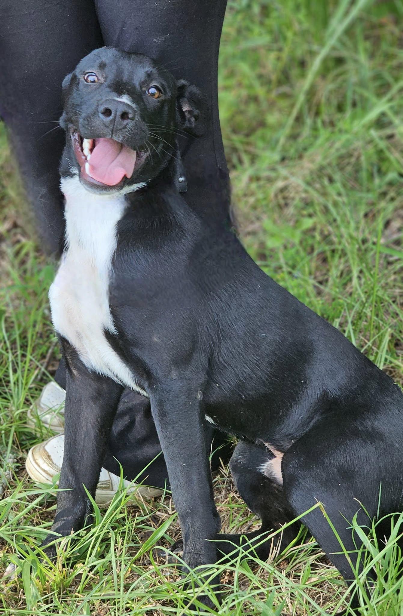 Link, a Adoptable Bulldog in Fort Payne, AL image 6/6