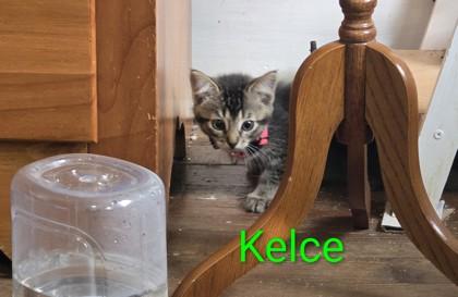 Enlarge Kelce, a Adoptable mixed breed in Berwick, PA image 1/1