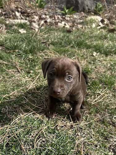 Enlarge Charlie Brown, an adopted Chiweenie in Boise, ID image 2/3
