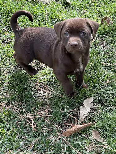 Enlarge Charlie Brown, an adopted Chiweenie in Boise, ID image 1/3