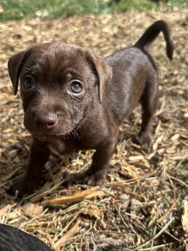 Enlarge Charlie Brown, an adopted Chiweenie in Boise, ID image 3/3
