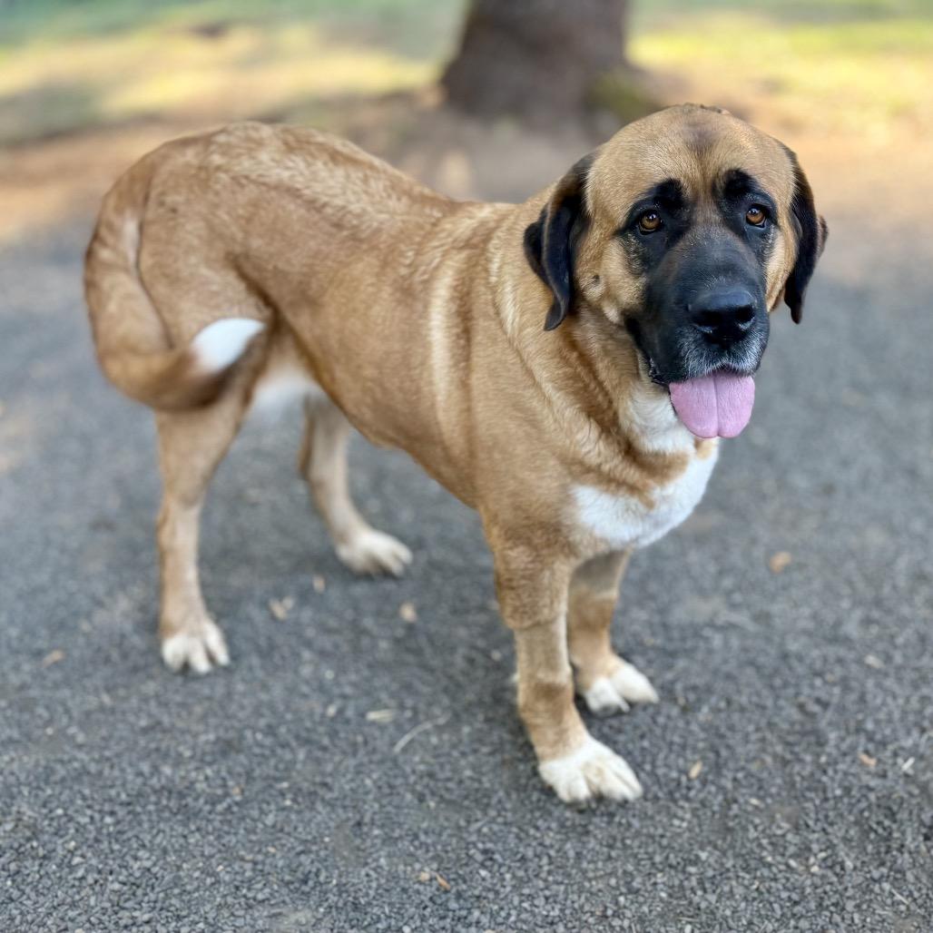 Lady Mae, Adoptable, Adult Female Saint Bernard & Mixed Breed.
