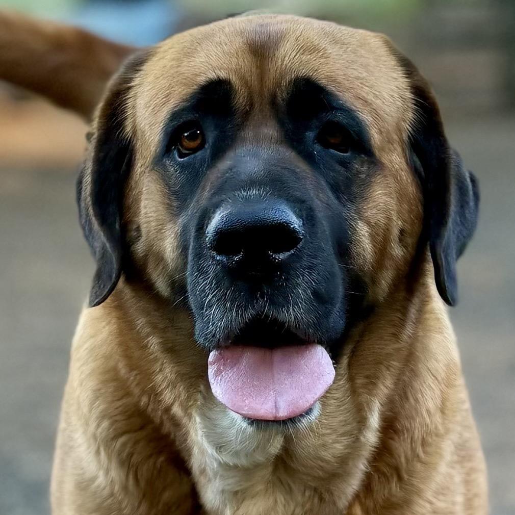 Enlarge Lady Mae, a Adoptable mixed breed in Salem, OR image 2/4