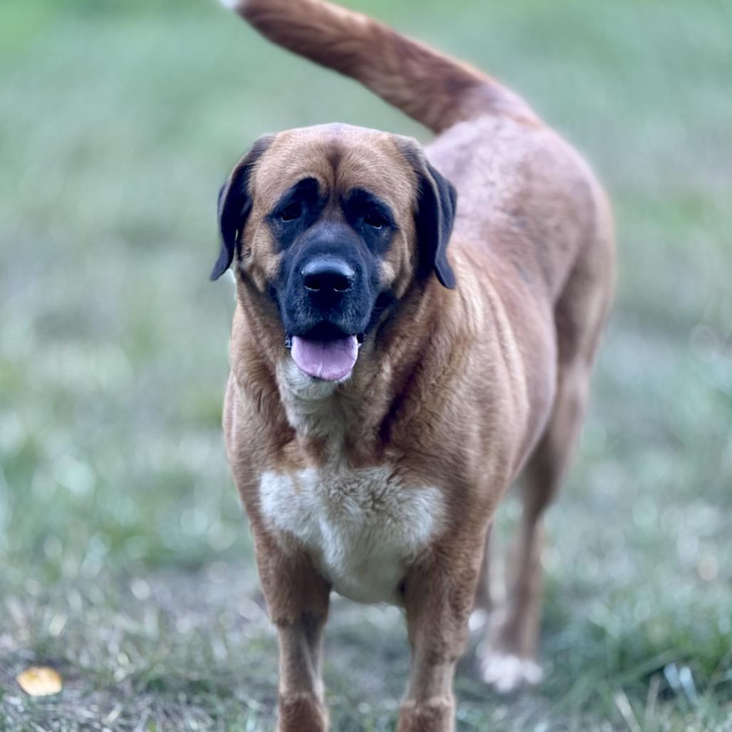 Enlarge Lady Mae, a Adoptable mixed breed in Salem, OR image 3/4