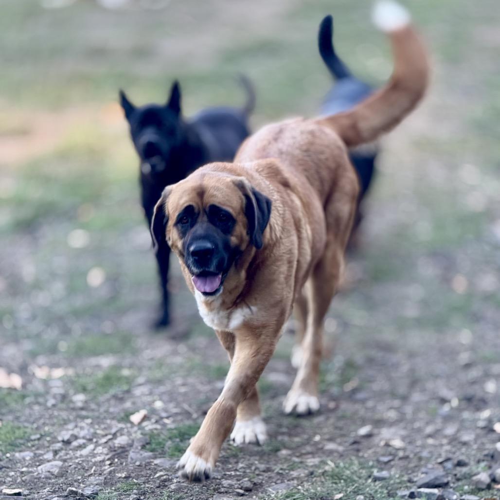 Enlarge Lady Mae, a Adoptable mixed breed in Salem, OR image 4/4