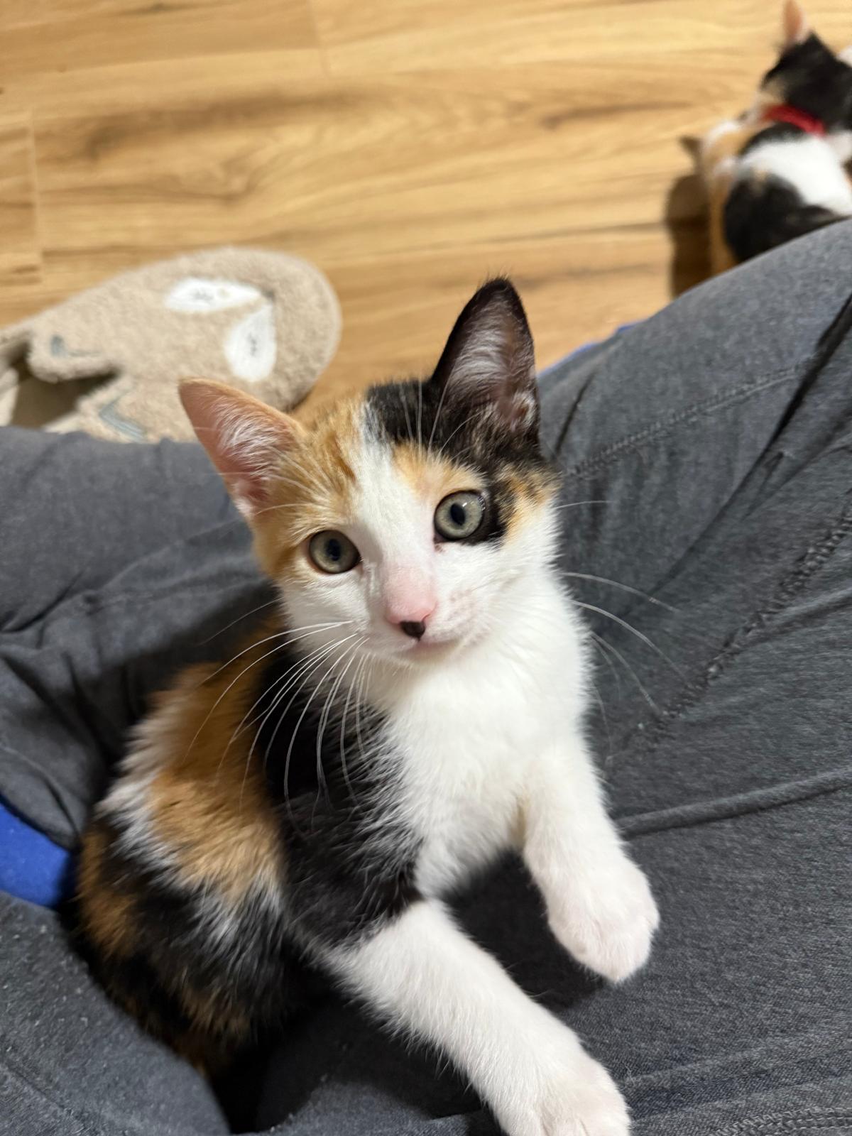 Enlarge Gadget (bonded with Gizmo), an adopted Calico in Sandy Springs, GA image 2/5