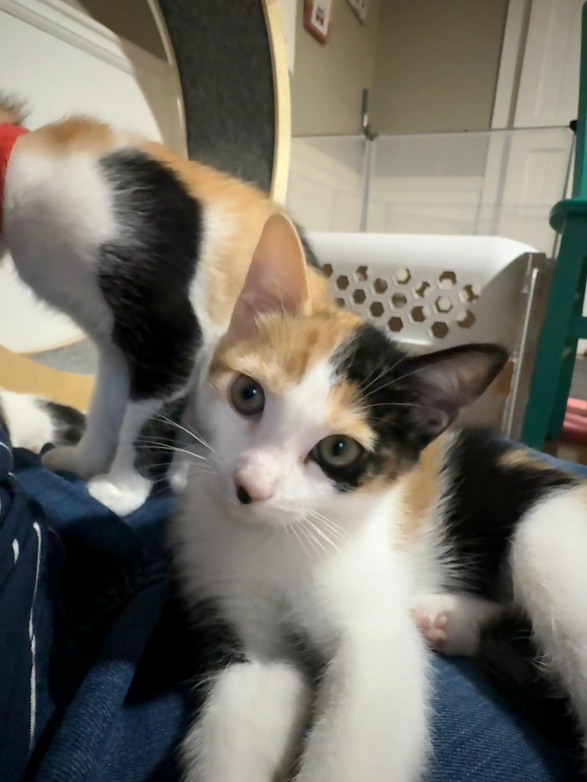 Enlarge Gadget (bonded with Gizmo), an adopted Calico in Sandy Springs, GA image 5/5