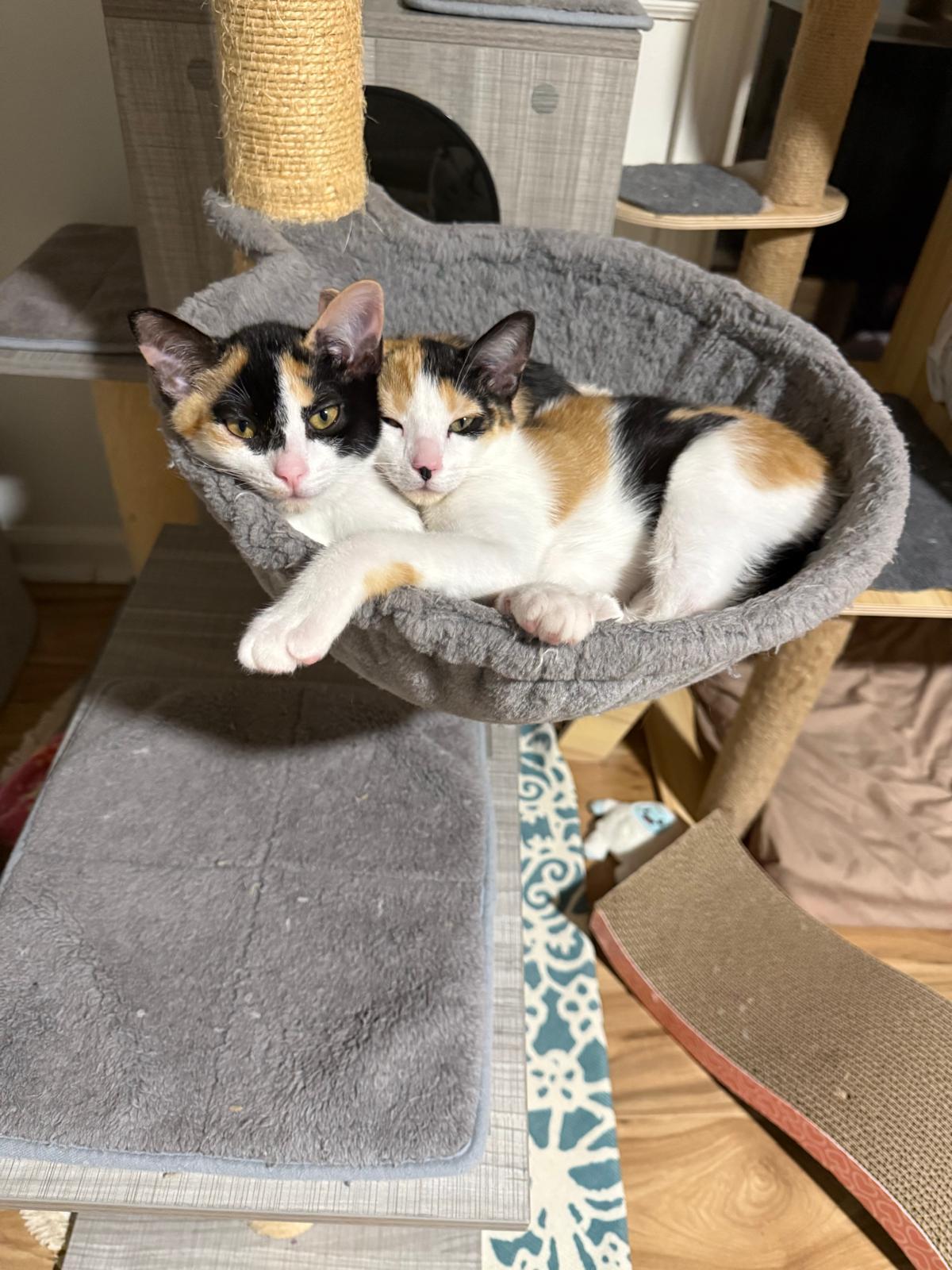 Enlarge Gadget (bonded with Gizmo), an adopted Calico in Sandy Springs, GA image 4/5