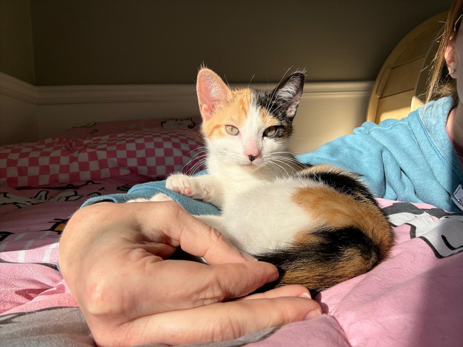 Enlarge Gadget (bonded with Gizmo), an adopted Calico in Sandy Springs, GA image 1/5