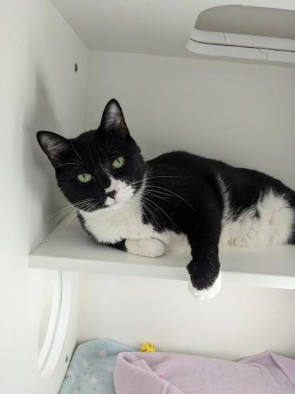 Enlarge Jack, a Adoptable mixed breed in Salem, NH image 3/3