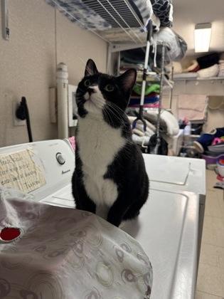 Enlarge Jack, a Adoptable mixed breed in Salem, NH image 2/3