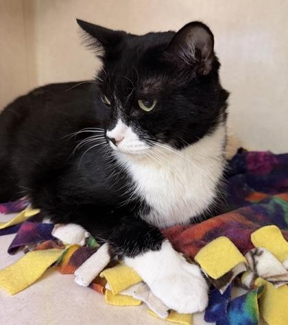 Jack, Adoptable, Adult Male Domestic Short Hair.