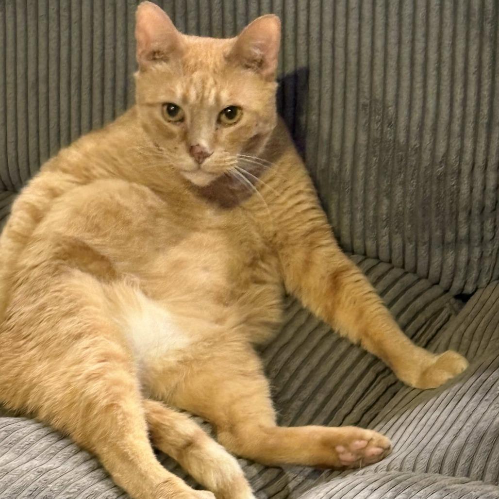 Jar Jar Binks, a Adoptable Domestic Short Hair in Tulsa, OK image 1/6